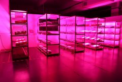 What is the standard of illumination for LED plant growth lamps?
