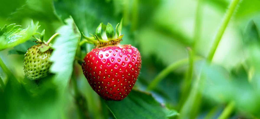 WHY YOU SHOULD TRY GROWING STRAWBERRIES HYDROPONICALLY?