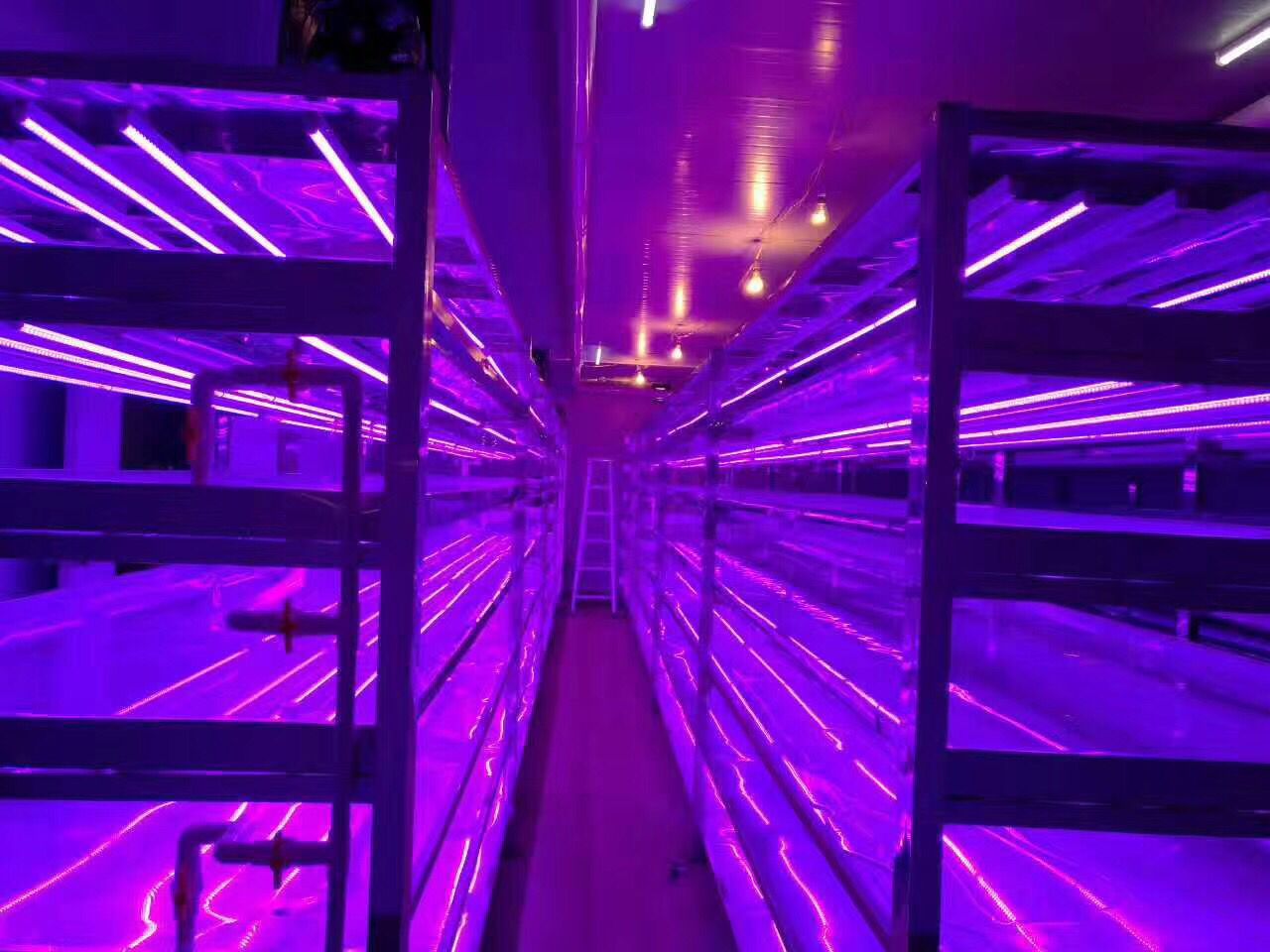 2020 GLOBAL LED GROWTH LIGHT MARKET