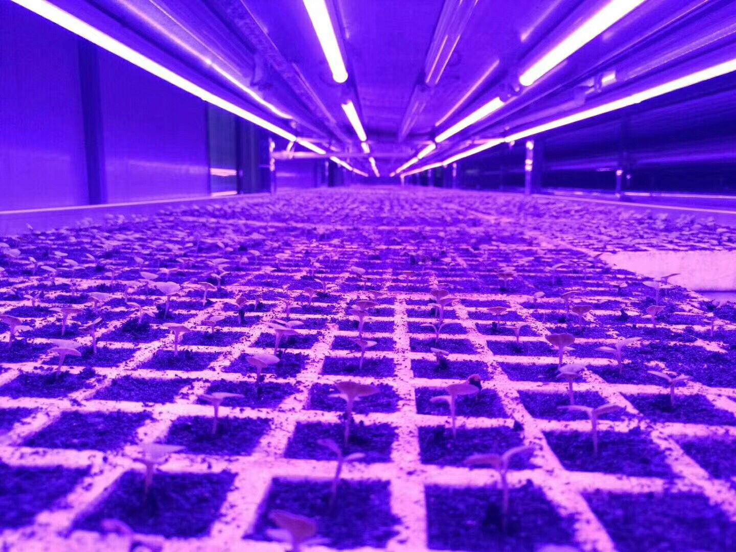 What is plant growth lamp? What is the difference between it and the ordinary one?