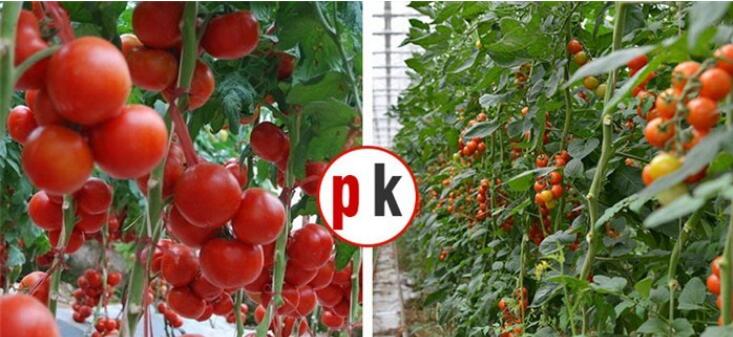 Different plants have different needs for spectrum