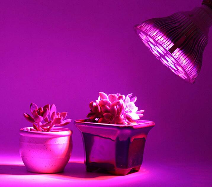 Which kind of plant fill light lamp has the best fill light effect on meat