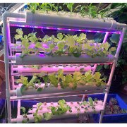 Advantages of hydroponic vegetables